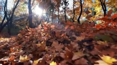 Moldova 'nın Chisinau kentindeki sonbahar ormanı manzarası. Yeşilli sarı ve portakal ağaçlarıyla park et, yerde yapraklar olsun. Yavaş çekim