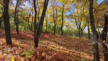 Moldova 'nın Chisinau kentindeki sonbahar ormanı manzarası. Yeşilli sarı ve portakal ağaçlarıyla park et, yerde yapraklar olsun. Yavaş çekim