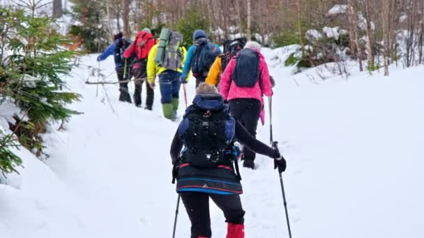 Giumalau Romania Enero 2022 Excursión Senderismo Invierno Cárpatos Rumania Grupo — Vídeo de stock