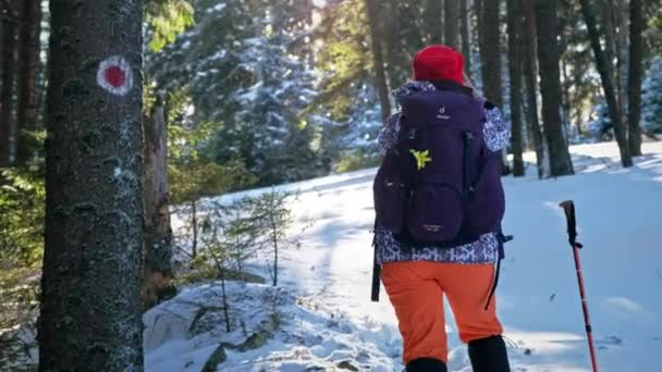 Giumaliu Romania January 2022年 女性正在休息 享受冬季喀尔巴阡山徒步旅行的美景 背着背包和滑雪杆的女人爬上朱玛露峰 — 图库视频影像