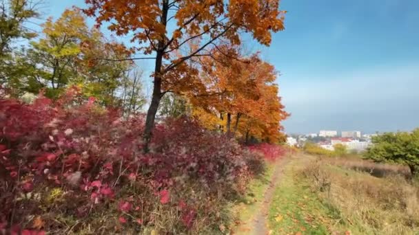 Вид Осенний Лес Кишиневе Молдова Парк Пышными Желтыми Оранжевыми Деревьями — стоковое видео