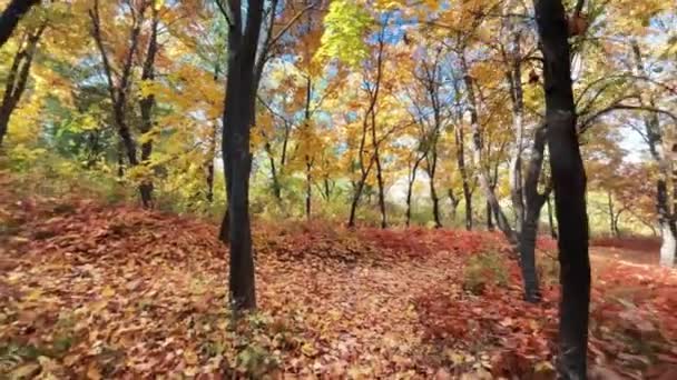 チシナウ モルドバの秋の森の景色 緑豊かな黄色とオレンジの木 パスと公園 スローモーション — ストック動画