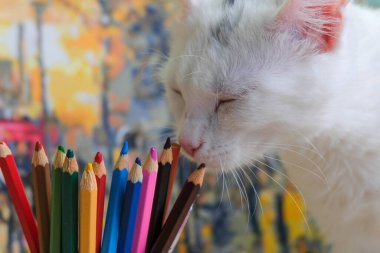 Genç bir evcil beyaz kedi, güzel renkli arka plandaki renkli pastel boyaları kapattı.