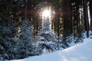 Karlı bir arazinin manzarası ve dağın tepesinde karla kaplı ağaçlar. Arka planda güneş parlıyor.