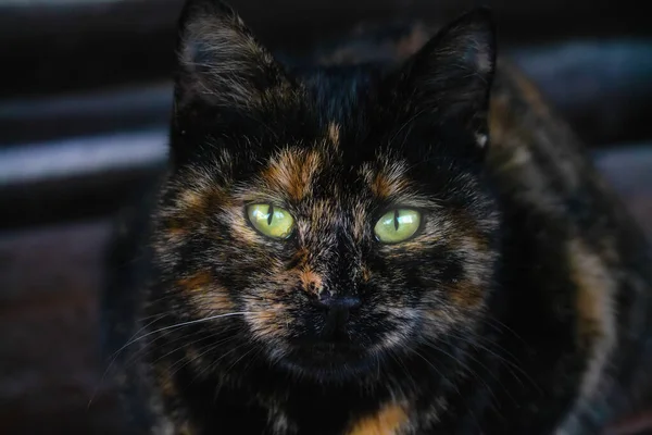 Jovem Gato Vadio Escuro Olhando Para Câmera Com Seus Olhos — Fotografia de Stock