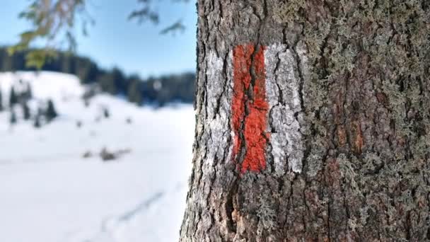 Árbol Con Cartel Una Excursión Senderismo Invierno Cárpatos Rumania Mujer — Vídeo de stock