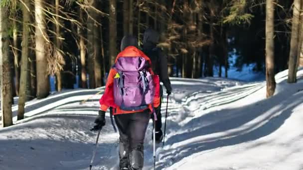 Bicaz ルーマニア 2022年3月 ルーマニアの冬のカルパティアでのハイキングツアー バックパックとスキーポールクライミングの人々のグループ 雪の森 — ストック動画