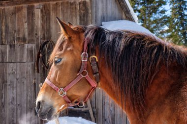 Kahverengi at dağlarda derin derin nefes alıyor.