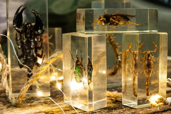 Múltiples Insectos Recipiente Vidrio Con Luces Amarillas Suaves Ciencia Entomología — Foto de Stock