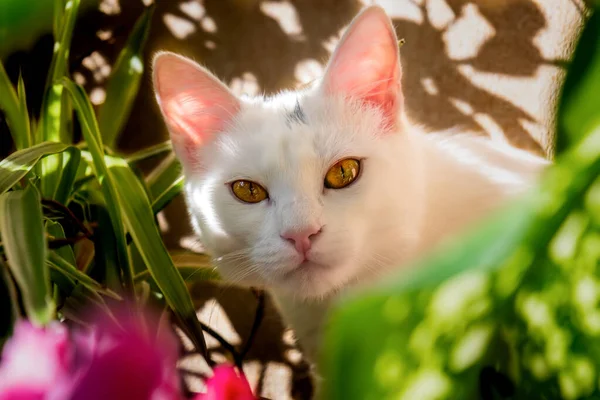 Weißes Kätzchen Mit Grün Gelblichen Augen Starrt Auf Einen Punkt — Stockfoto