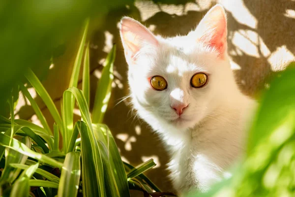 Gatinho Branco Com Olhos Amarelados Verdes Estrelando Ponto Atrás Plantas — Fotografia de Stock