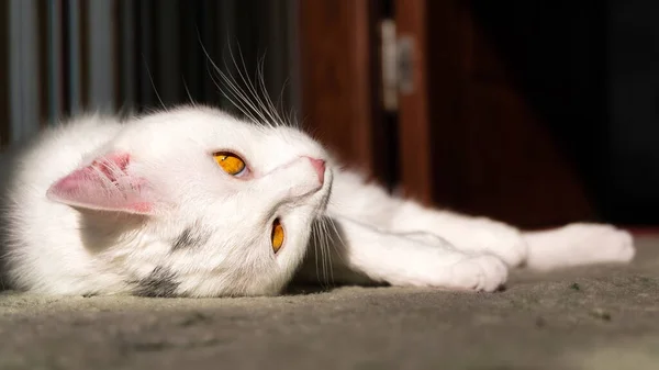 Λευκή Γάτα Που Κοιτάζει Κατευθείαν Στην Κάμερα Κίτρινα Πρασινωπά Μάτια — Φωτογραφία Αρχείου