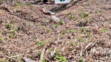 Lastik eldivenli bir oğlan ve kız, kirli bir temizlikte plastik çöp toplama kabı, tişörtlerdeki geri dönüşüm işaretleri. Yavaş çekim