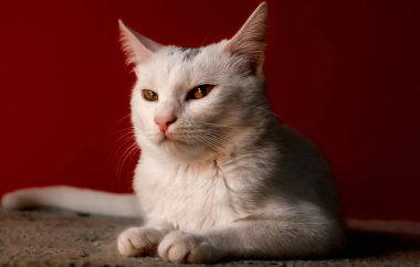 Beyaz evcil kedi kameranın önünde suratını asıyor, kırmızı arka plan.