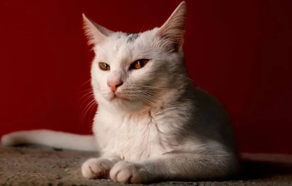 Fehér Hazai Macska Csinál Egy Zsémbes Arc Előtt Kamera Piros — Stock Fotó