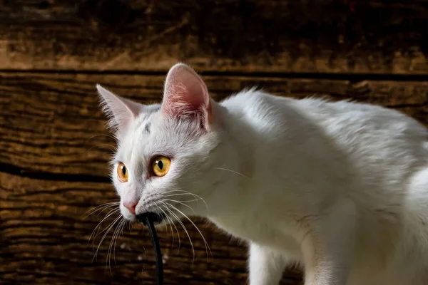 White Domestic Cat Caught Prey Starring Angle Foreground Dark Wooden — Stock Photo, Image