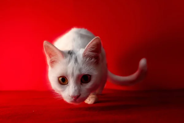 Fehér Hazai Lázadó Macska Néz Közvetlenül Kamera Piros Háttér — Stock Fotó