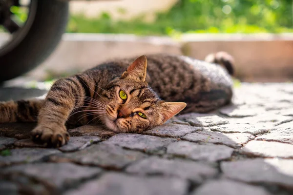 Local Gato Callejero Con Rayas Ojos Verdes Relajante Mirando Cámara —  Fotos de Stock