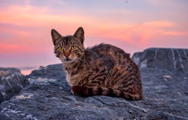 Gün batımında taştan plajda dinlenen çizgili sokak kedisi kameranın kenarına bakıyor.