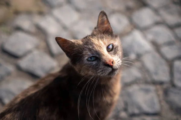 Gato Perdido Turco Local Com Cego Olho Olha Tristemente Para — Fotografia de Stock