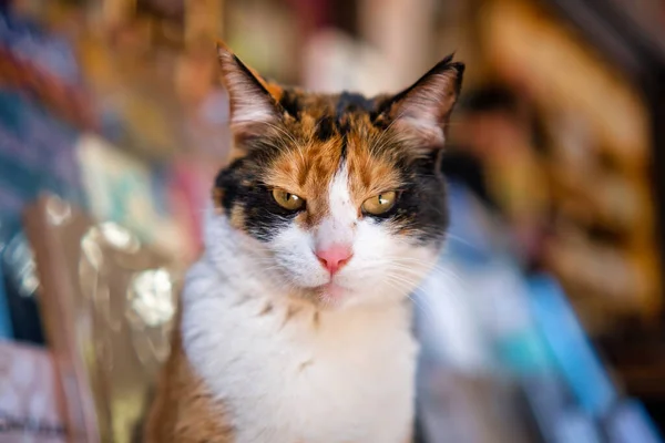Türkische Dreifarbige Katze Starrt Die Kamera — Stockfoto