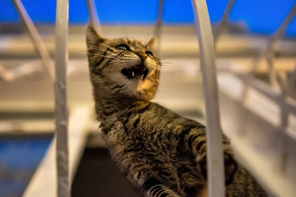 Pequeño Gatito Con Rayas Llorando Cerca Una Ventana Hora Azul —  Fotos de Stock