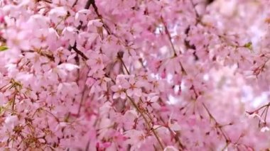 Pembe çiçeklerle açan bir ağacın yakın görüntüsü