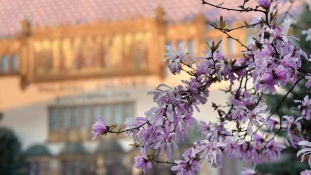 Турда Румыния Апрель 2022 Вид Цветущее Дерево Фасад Дворца Культуры — стоковое видео