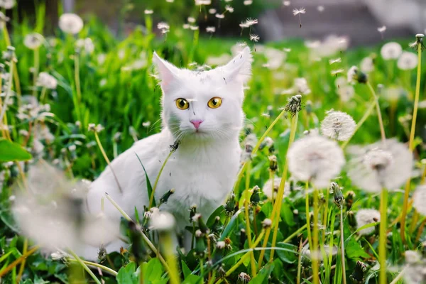 Curious white cat looking scared at the side in a green lawn full of dandelions