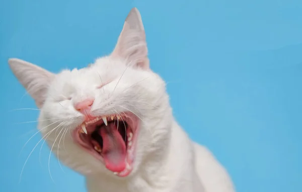 Сонная Кошка Белой Шерстью Зевает Синем Фоне — стоковое фото