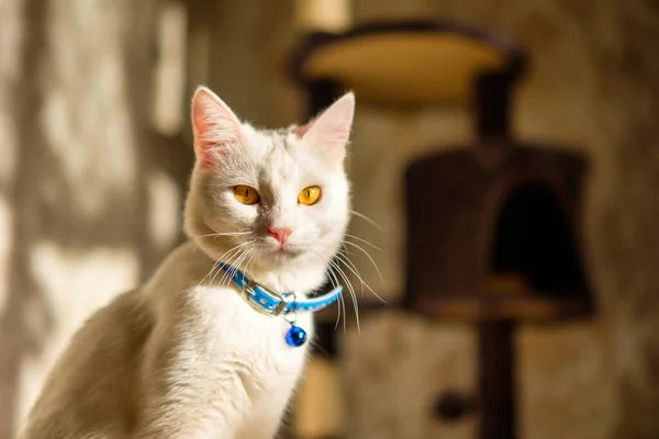 Gato Doméstico Piel Blanca Cuello Azul Mirando Cámara —  Fotos de Stock