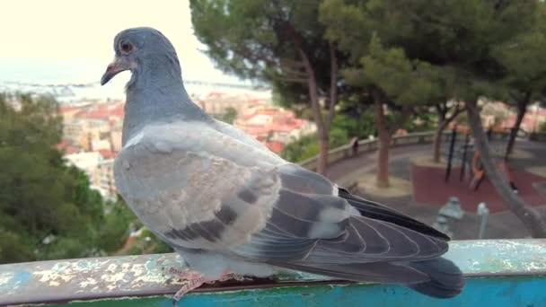 在意大利 可以近距离看到栅栏上的鸽子 也可以看到背景上的桑雷莫 — 图库视频影像