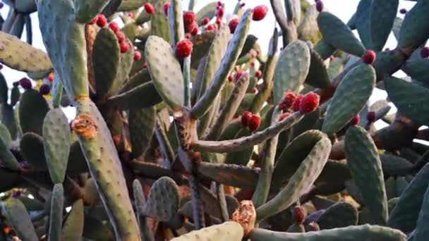 Vista Cercana Cactus Con Bayas — Vídeo de stock