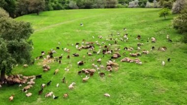 Moldova 'da yeşil çimenler ve ağaçlarla kaplı bir düzlükte otlayan koyun ve keçilerin hava aracı görüntüsü