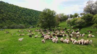 Moldova 'da yeşil çimenler ve ağaçlarla kaplı bir düzlükte otlayan koyun ve keçilerin hava aracı görüntüsü