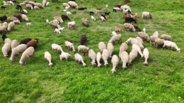 Moldova 'da yeşil çimenler ve ağaçlarla kaplı bir düzlükte otlayan koyun ve keçilerin hava aracı görüntüsü