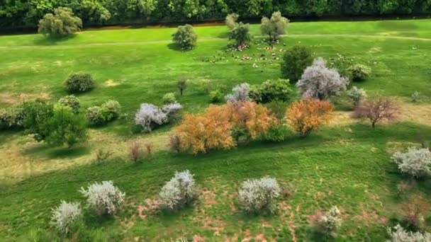 Vista Aérea Drones Ovejas Cabras Pastando Claro Con Hierba Verde — Vídeo de stock