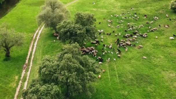Vista Aérea Drones Ovejas Cabras Pastando Claro Con Hierba Verde — Vídeo de stock