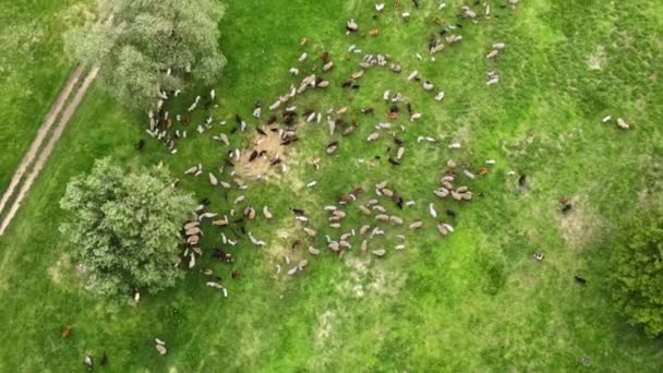モルドバの緑の芝生 木や川でクリアリング上の放牧羊やヤギの空中ドローンビュー — ストック動画