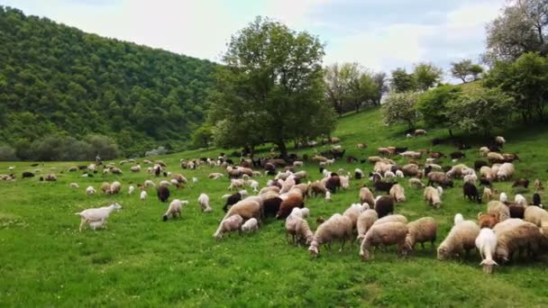 Вид Повітря Пасовища Овець Кіз Галявину Зеленою Травою Деревами Молдові — стокове відео