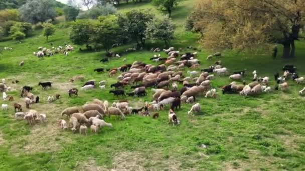 Widok Lotu Ptaka Wypasane Owce Kozy Polanie Zieloną Trawą Drzewami — Wideo stockowe
