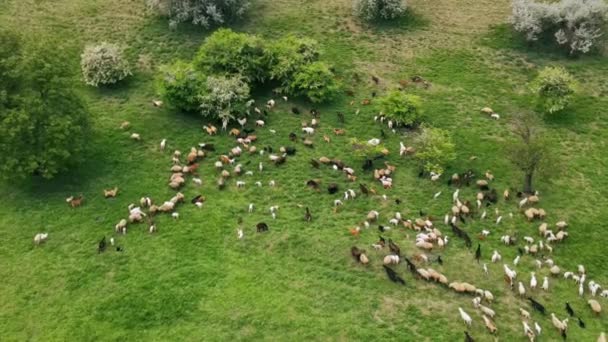 モルドバの緑の草や木とクリアリング上の放牧羊やヤギの空中ドローンビュー — ストック動画