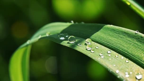 Close View Green Leaves Dew Drops Them Sunlight Reflections — Stock Video