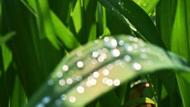 Dicht Zicht Groene Bladeren Met Dauwdruppels Erop Reflecties Van Zonlicht — Stockvideo