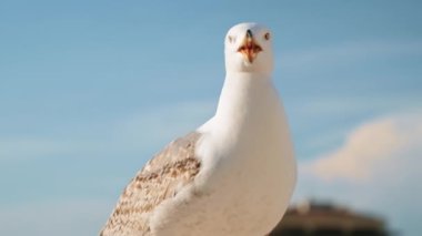 Gagasını açan bir martının yakın görüntüsü