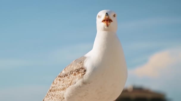 Close View Seagull Opening Its Beak — Stock videók