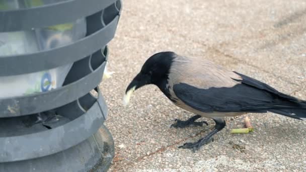 Crow Eating Trash — Stock Video