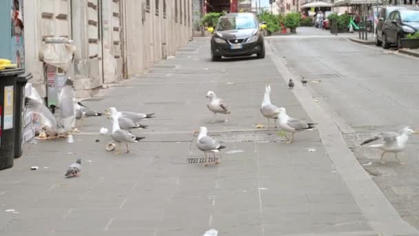 Rome Italy June 2022 Multiple Seagulls Walking Trash Can Finding — Stockvideo