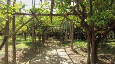 Garden with lots of lemon trees in Italy. Sunlight, a lot of greenery