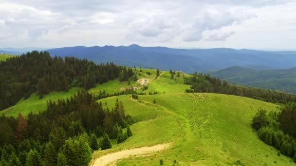 Aerial Drone View Nature Romania Carpathian Mountains Partly Covered Lush — Video Stock